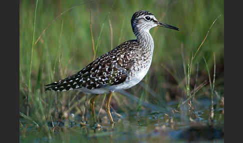 Bruchwasserläufer (Tringa glareola)