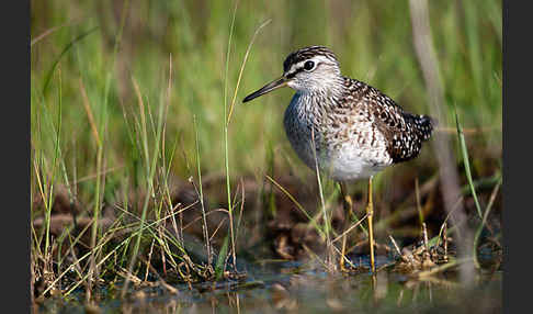 Bruchwasserläufer (Tringa glareola)