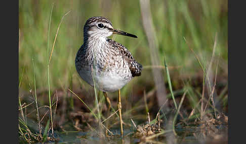 Bruchwasserläufer (Tringa glareola)