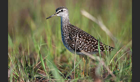 Bruchwasserläufer (Tringa glareola)