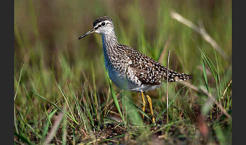 Bruchwasserläufer (Tringa glareola)