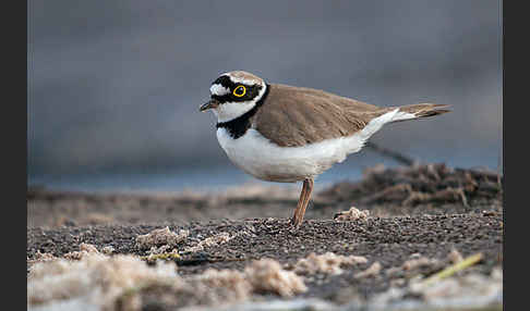 Flußregenpfeifer (Charadrius dubius)