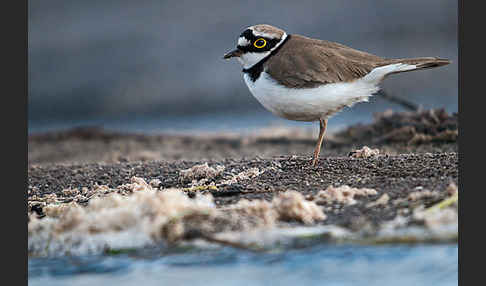 Flußregenpfeifer (Charadrius dubius)