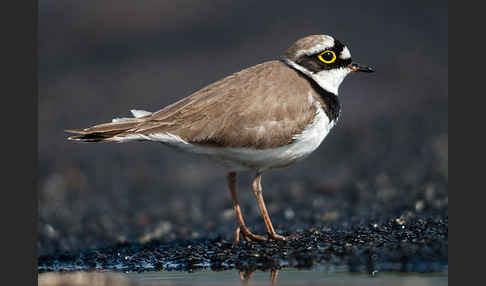 Flußregenpfeifer (Charadrius dubius)