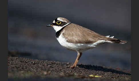 Flußregenpfeifer (Charadrius dubius)