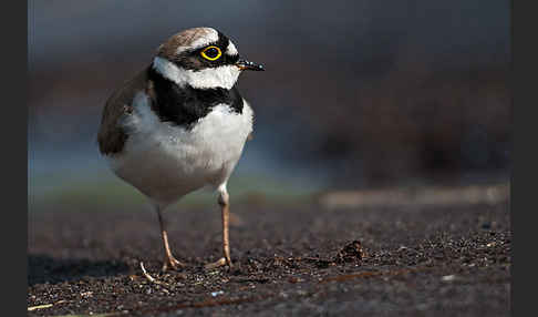 Flußregenpfeifer (Charadrius dubius)