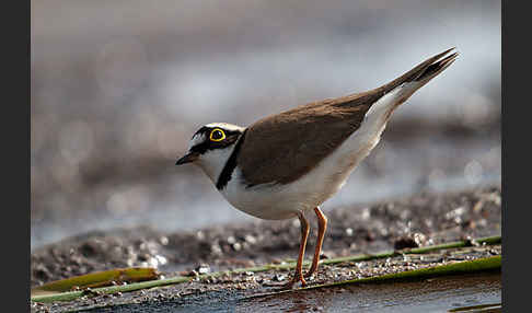 Flußregenpfeifer (Charadrius dubius)