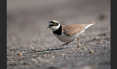 Flußregenpfeifer (Charadrius dubius)