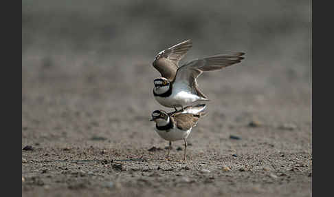 Flußregenpfeifer (Charadrius dubius)