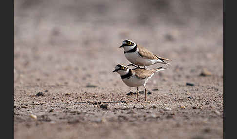 Flußregenpfeifer (Charadrius dubius)