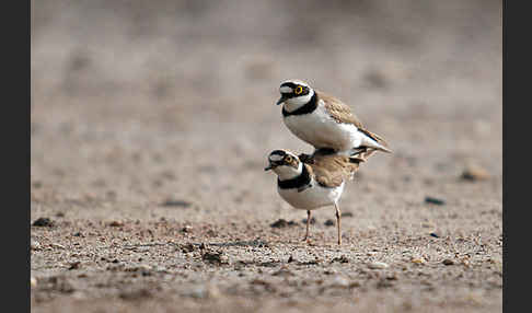 Flußregenpfeifer (Charadrius dubius)