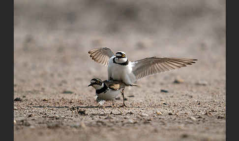 Flußregenpfeifer (Charadrius dubius)