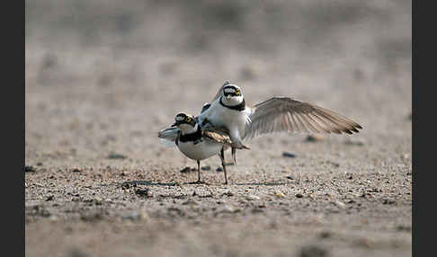 Flußregenpfeifer (Charadrius dubius)