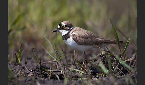 Flußregenpfeifer (Charadrius dubius)