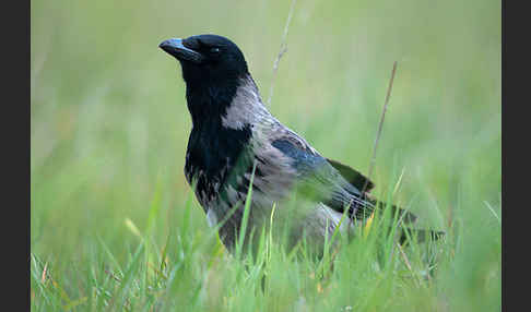 Nebelkrähe (Corvus corone cornix)