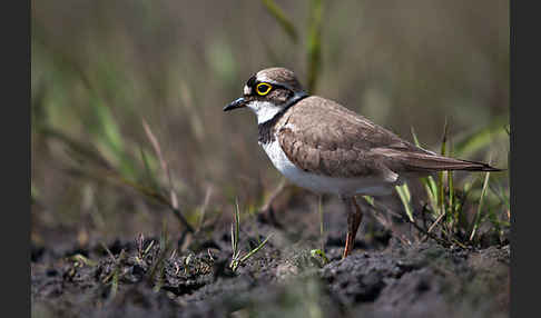 Flußregenpfeifer (Charadrius dubius)