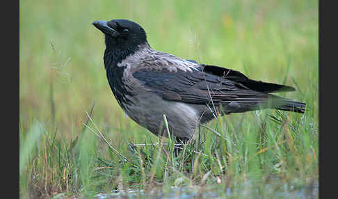 Nebelkrähe (Corvus corone cornix)