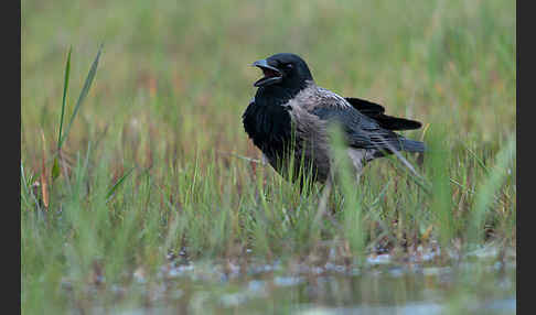 Nebelkrähe (Corvus corone cornix)