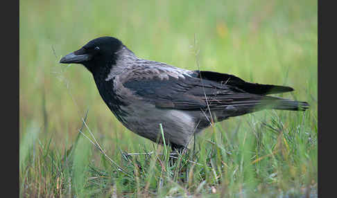 Nebelkrähe (Corvus corone cornix)