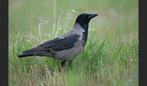 Nebelkrähe (Corvus corone cornix)