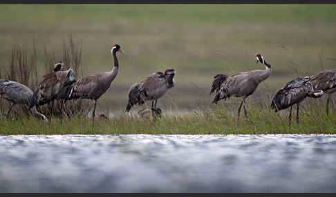 Kranich (Grus grus)