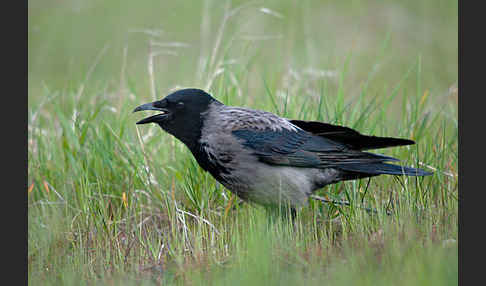 Nebelkrähe (Corvus corone cornix)