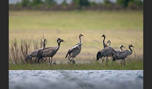 Kranich (Grus grus)