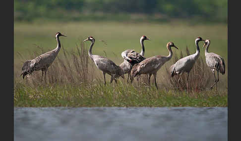 Kranich (Grus grus)