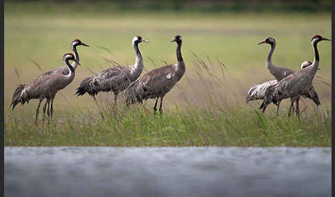 Kranich (Grus grus)