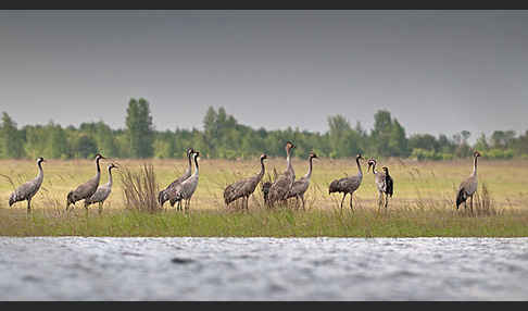 Kranich (Grus grus)