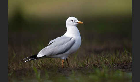 Sturmmöwe (Larus canus)