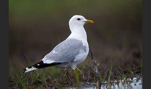 Sturmmöwe (Larus canus)