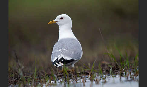 Sturmmöwe (Larus canus)