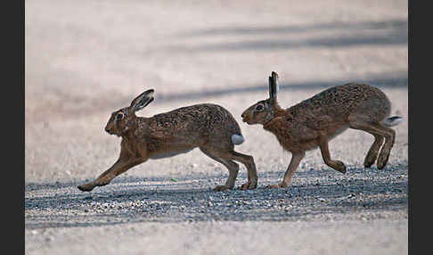 Feldhase (Lepus europaeus)