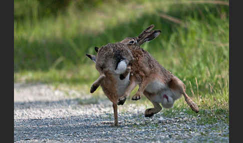 Feldhase (Lepus europaeus)