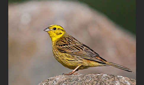 Goldammer (Emberiza citrinella)