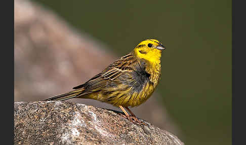 Goldammer (Emberiza citrinella)