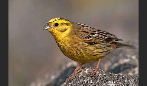 Goldammer (Emberiza citrinella)