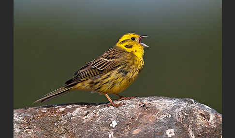 Goldammer (Emberiza citrinella)