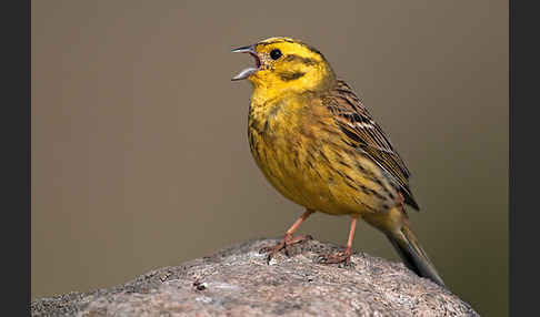 Goldammer (Emberiza citrinella)