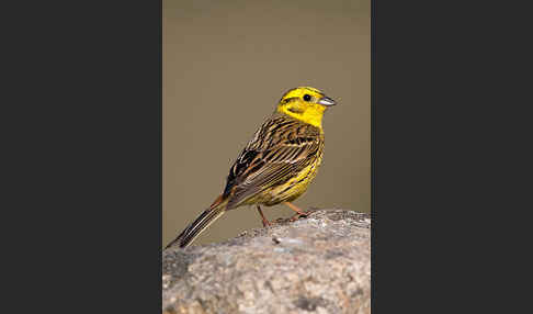 Goldammer (Emberiza citrinella)