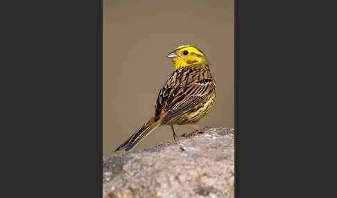 Goldammer (Emberiza citrinella)