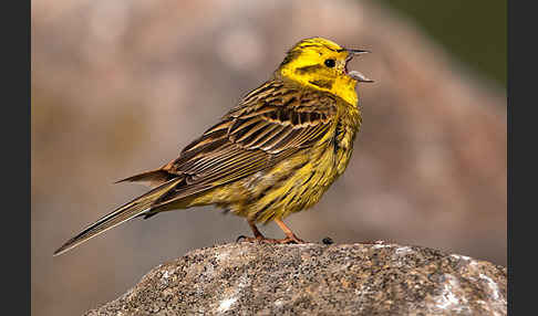 Goldammer (Emberiza citrinella)