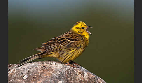 Goldammer (Emberiza citrinella)