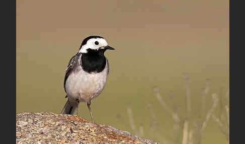 Bachstelze (Motacilla alba)