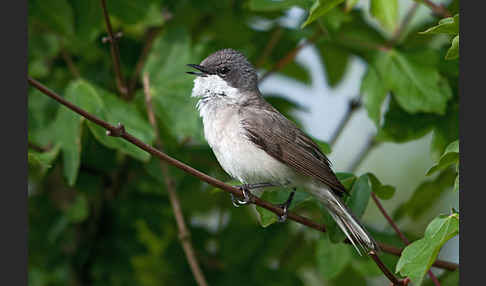 Zaungrasmücke (Sylvia curruca)