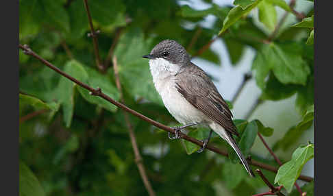 Zaungrasmücke (Sylvia curruca)