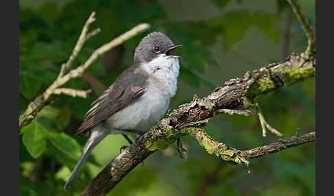 Zaungrasmücke (Sylvia curruca)