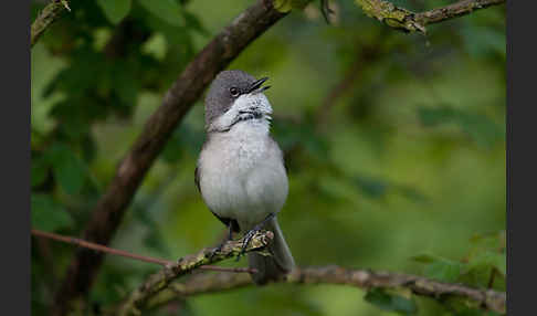 Zaungrasmücke (Sylvia curruca)