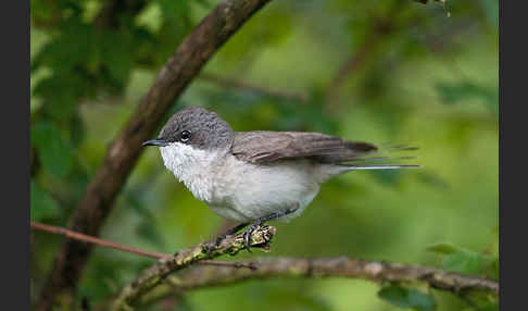 Zaungrasmücke (Sylvia curruca)